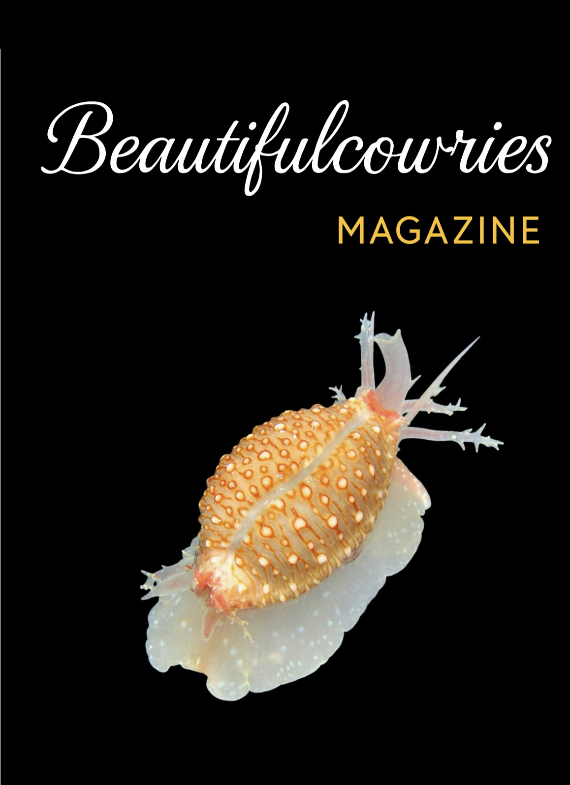 Original cover artwork of Beautifulcowries Magazine, Issue No. 13, featuring a living cowrie on a black background