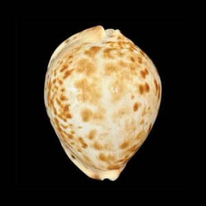 BC114 Zoila thersites contraria 67.8 mm