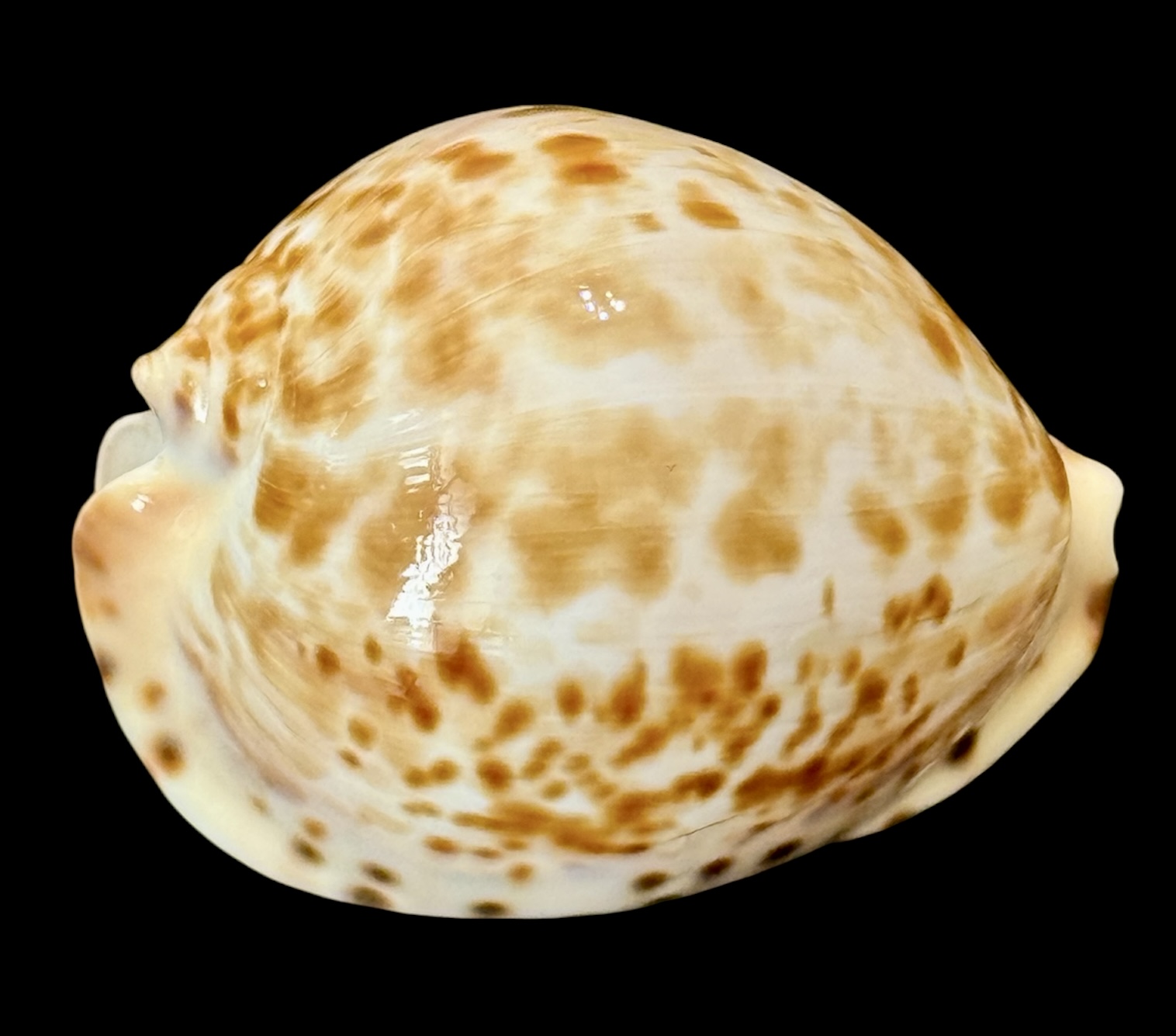 BC114 Zoila thersites contraria 67.8 mm - Image 2