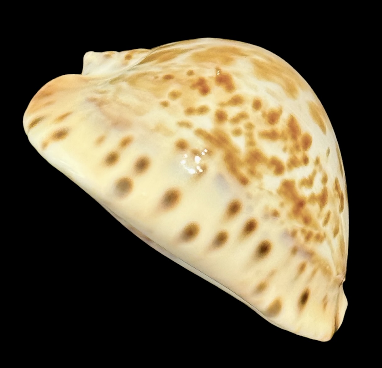 BC114 Zoila thersites contraria 67.8 mm - Image 3