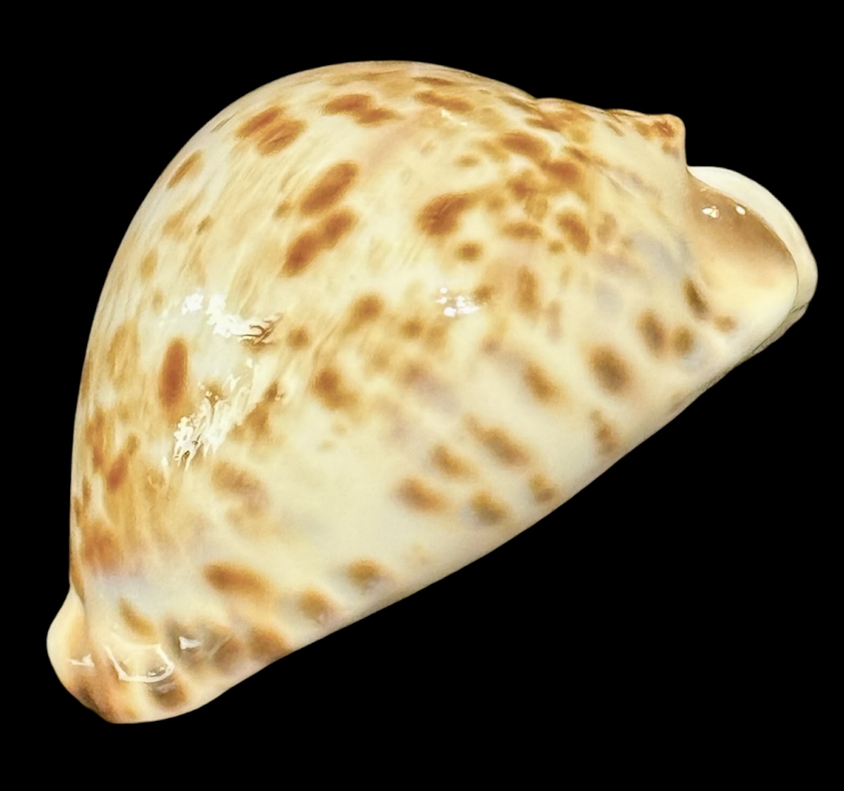 BC114 Zoila thersites contraria 67.8 mm - Image 4