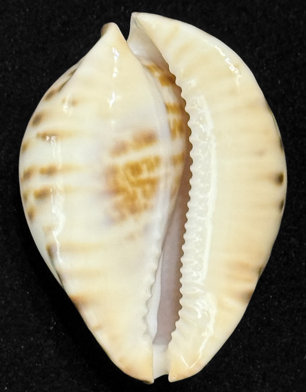 BC114 Zoila thersites contraria 67.8 mm - Image 5