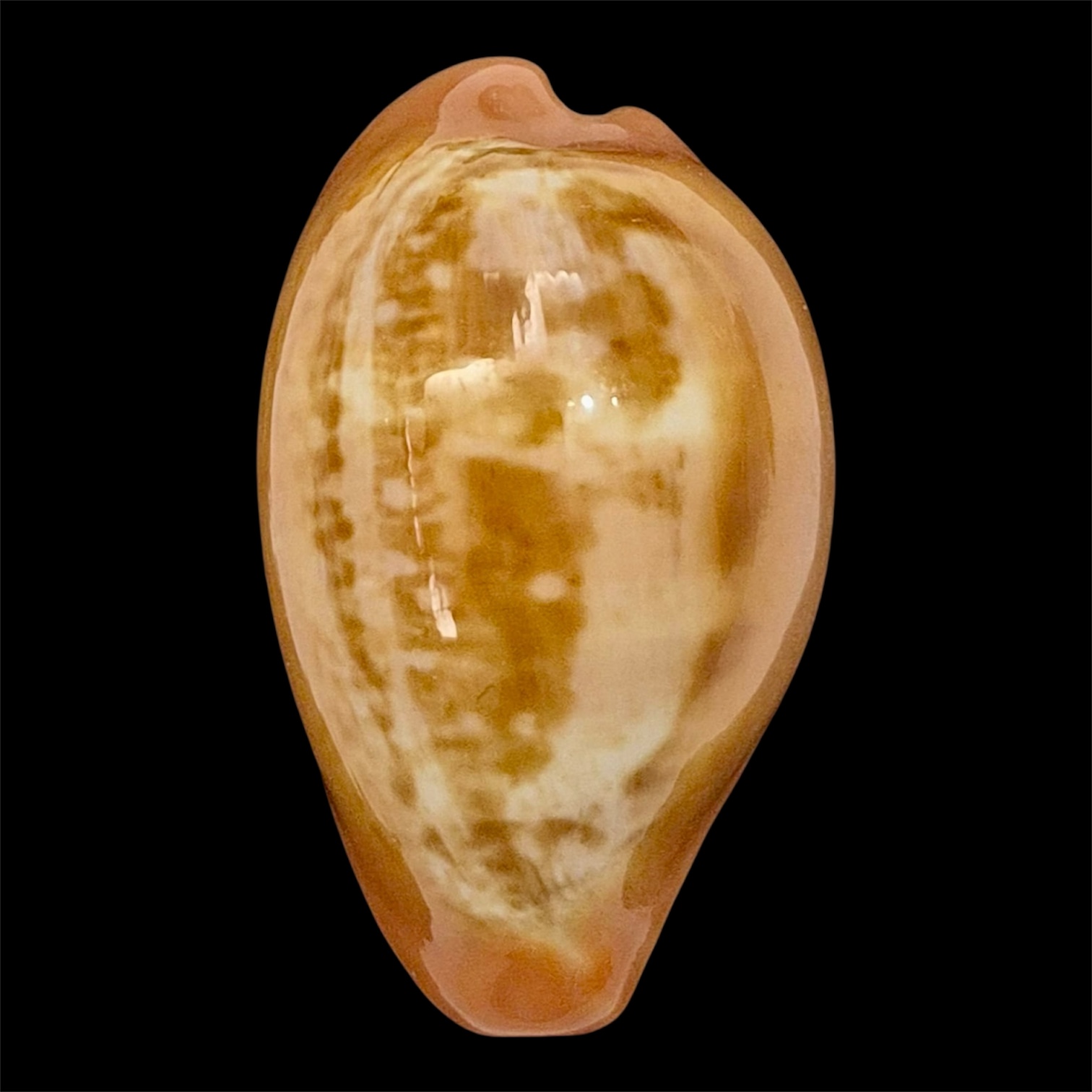 BC9 Zonaria pyrum