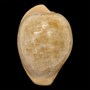 BC11 Cypraeovula fuscorubra gondwanalandensis