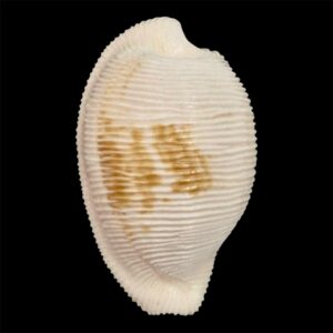 BC12 Cypraeovula capensis cineracea