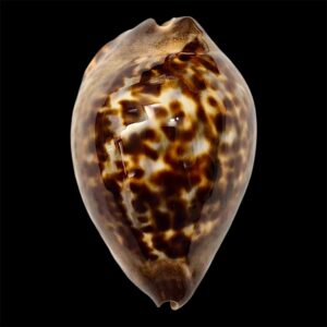 BC13 Zoila jeaniana Carnavon population