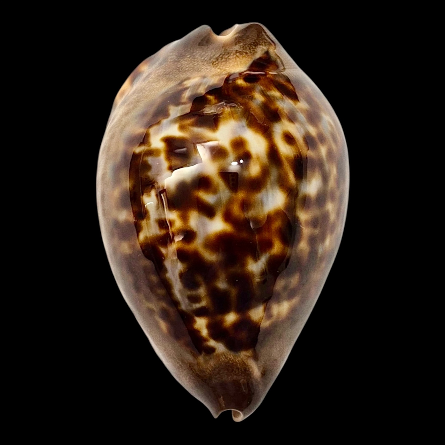 BC13 Zoila jeaniana Carnavon population