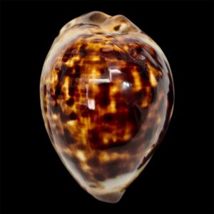 BC14 Zoila eludens 60.8 mm