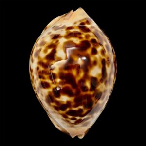 BC17 Zoila jeaniana TOP SHELL