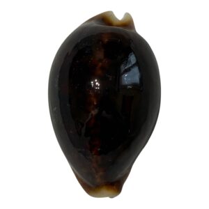 BC18 Cypraea pantherina funebralis DARK