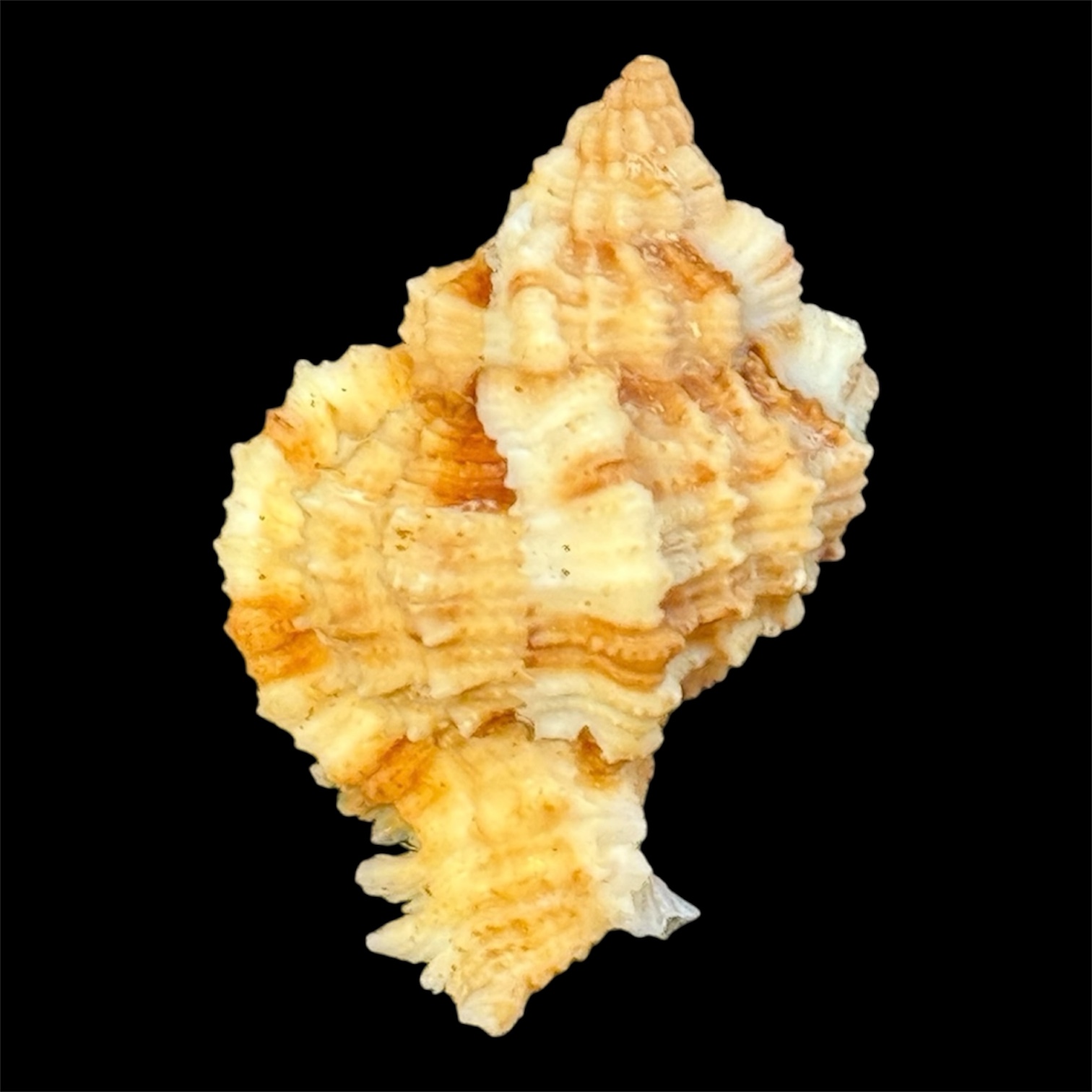 BC19 Phyllonotus whymani