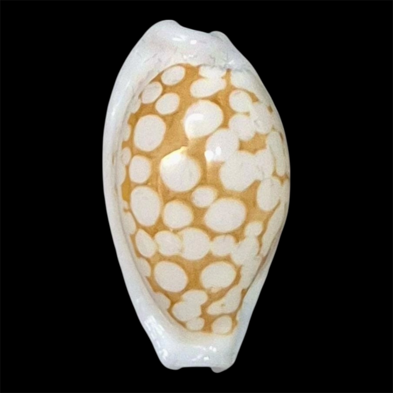 BC2 Cribrarula gaspardi