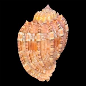 BC20 Harpa goodwini TOP