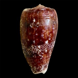 BC23 Conus adamsonii STUNNING PURPLE