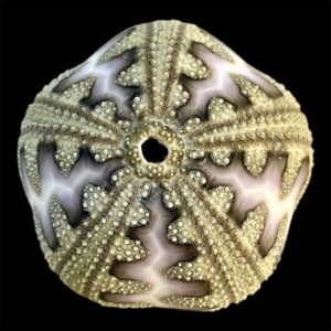 BC26 Microcyphus rousseaui RED SEA VARIATION