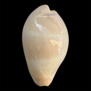 BC27 Erronea nymphae RARE!