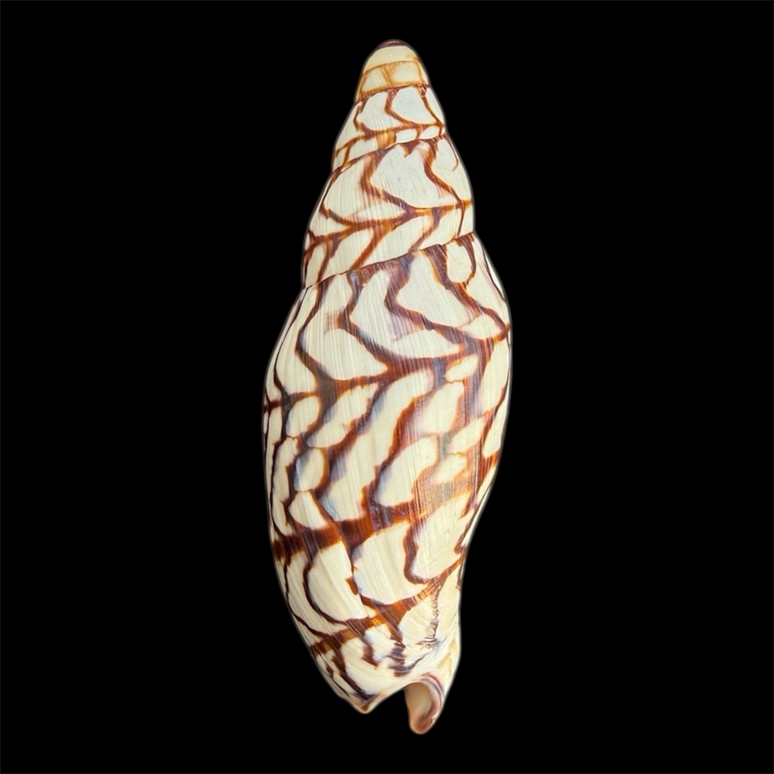 BC29 Volutoconus bednalli 150.4 mm HUGE