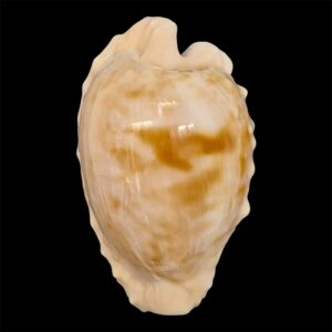 BC3 Cypraeovula coronata coronata