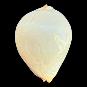 BC30 Zoila jeaniana aurata ALBINO FORM