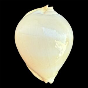 BC31 Zoila thersites contraria