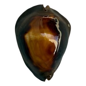 BC32 Zoila rosselli rosselli HUGE