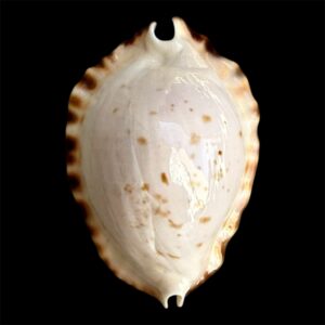 BC33 Zoila ketyana hypermarginata BLACK BASE