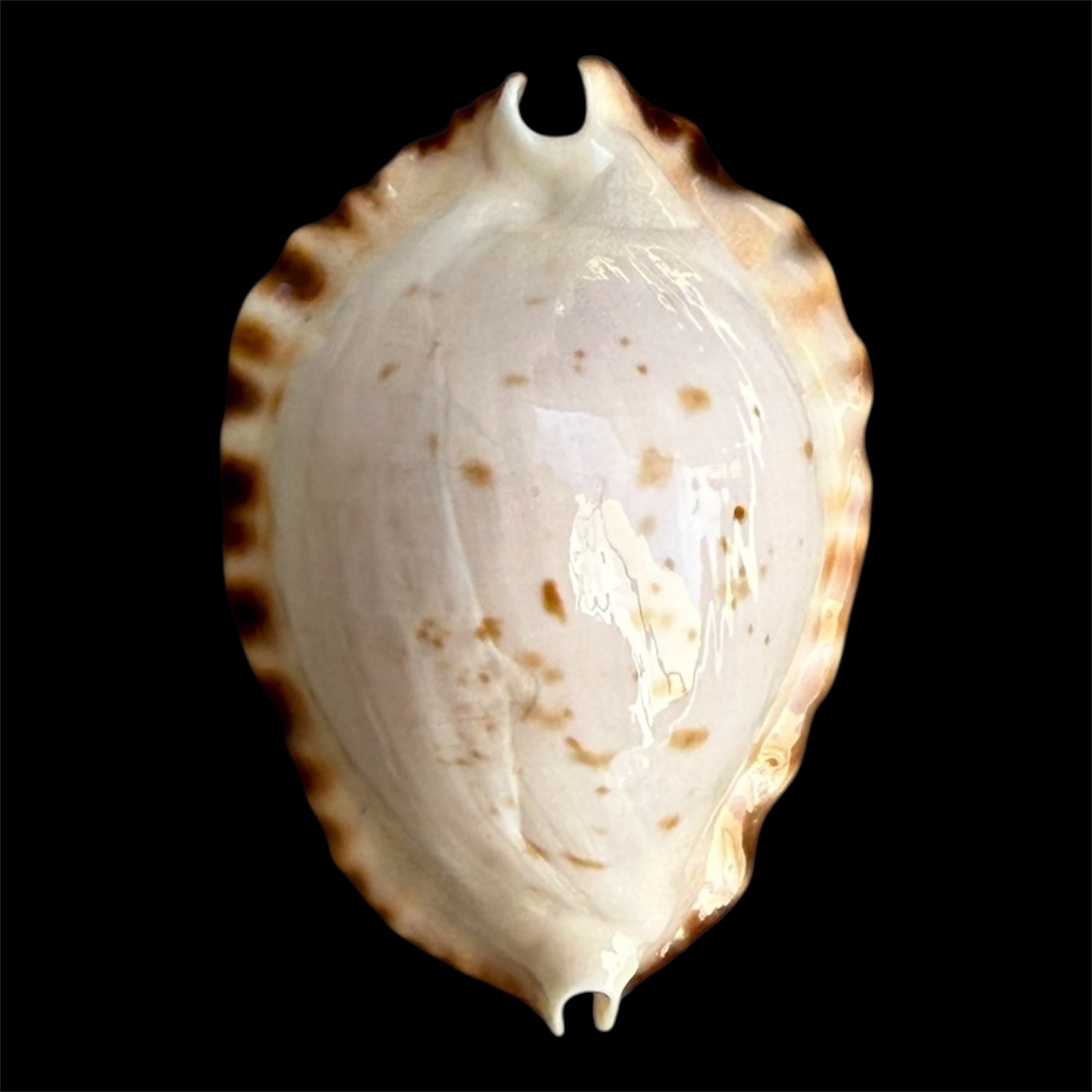 BC33 Zoila ketyana hypermarginata BLACK BASE