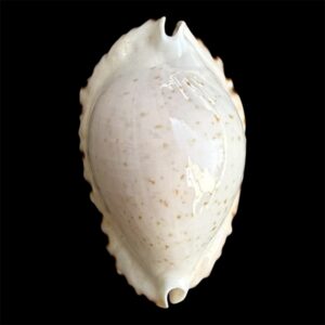 BC34 Zoila ketyana ketyana TOP SPECIMEN