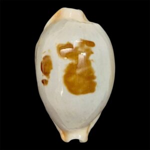 BC4 Bistolida brevidentata fluctuans