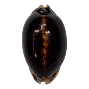 BC6 Mauritia eglantina niger and rostrate