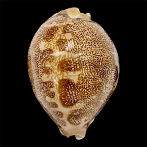 BC7 Leporycypraea mappa geographica 'valentia' form