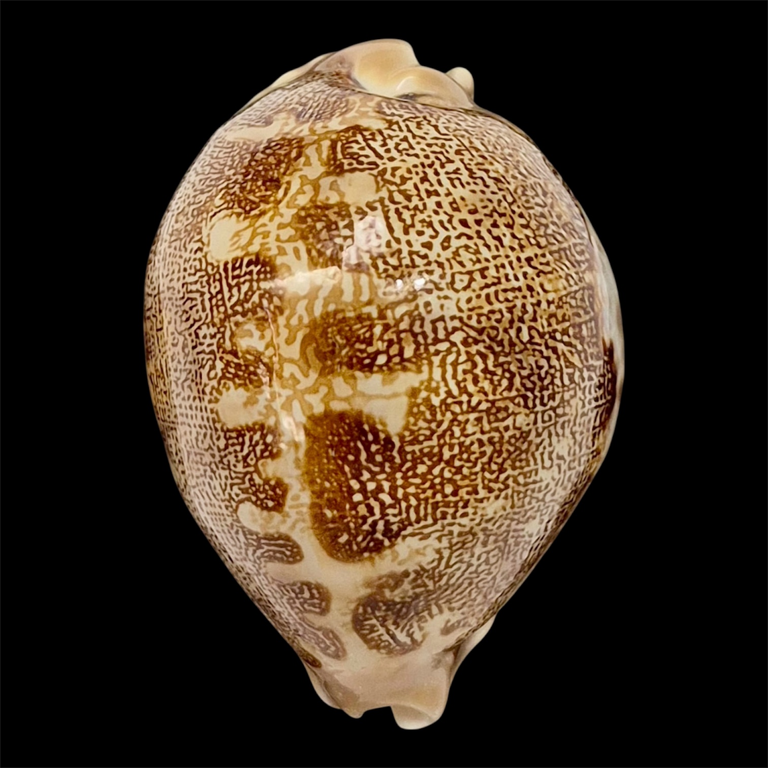 BC7 Leporycypraea mappa geographica 'valentia' form