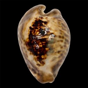 BC8  Barycypraea teulerei DARK