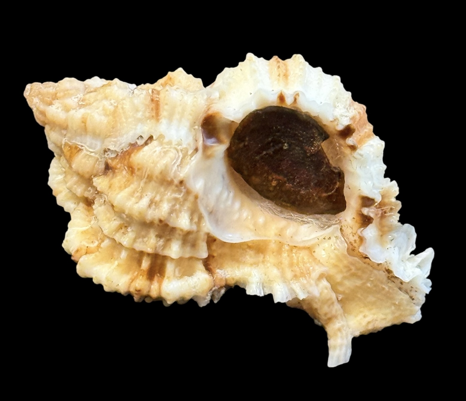 BC19 Phyllonotus whymani - Image 2