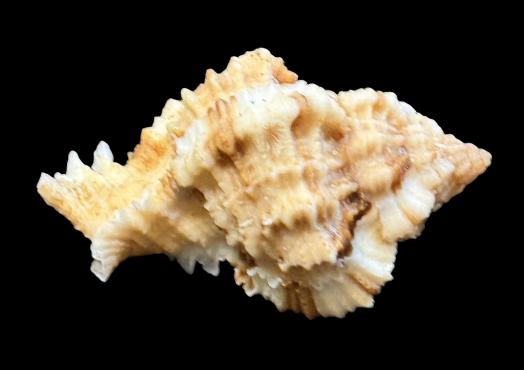 BC19 Phyllonotus whymani - Image 3