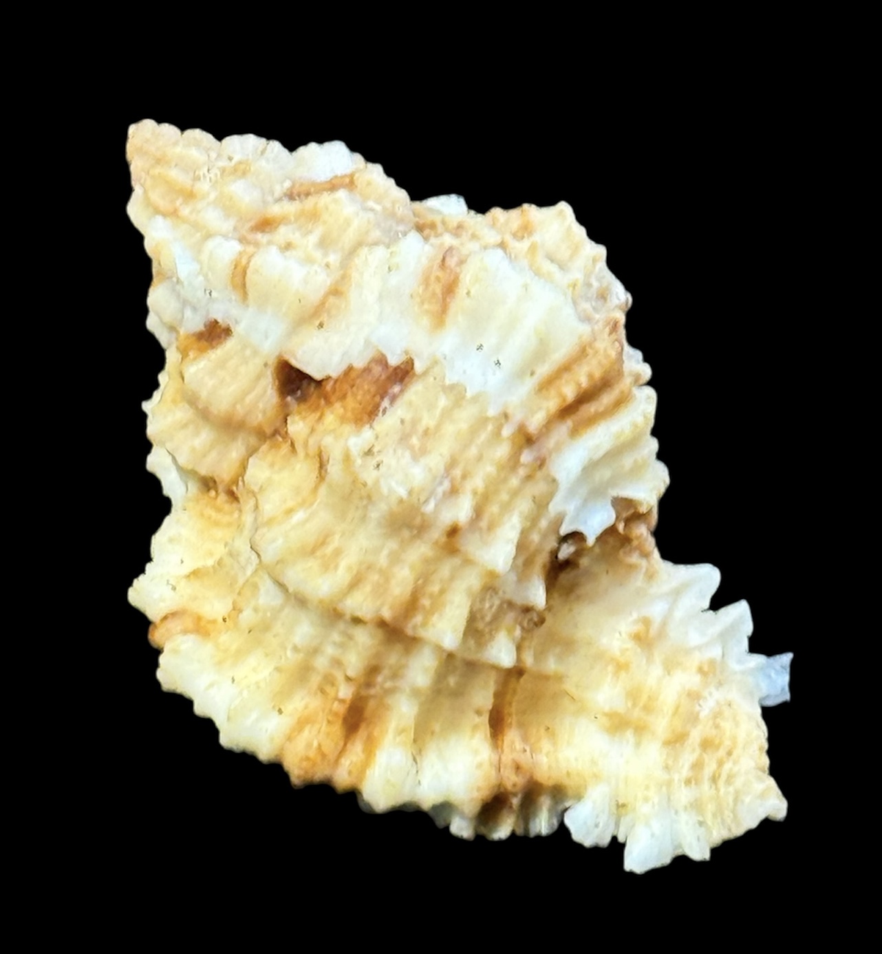 BC19 Phyllonotus whymani - Image 4