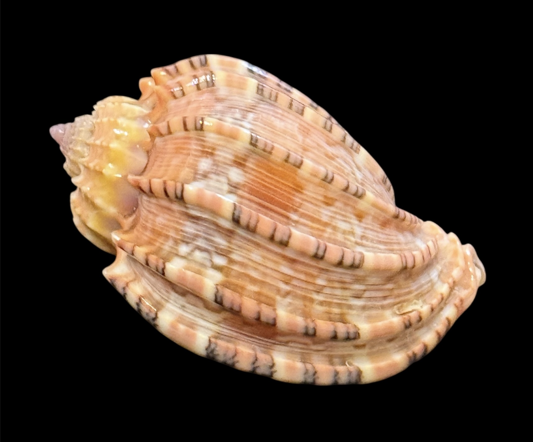 BC20 Harpa goodwini TOP - Image 2