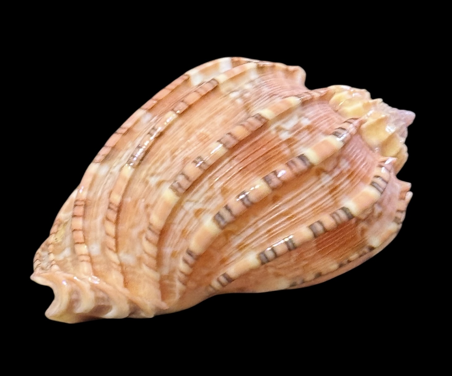 BC20 Harpa goodwini TOP - Image 3