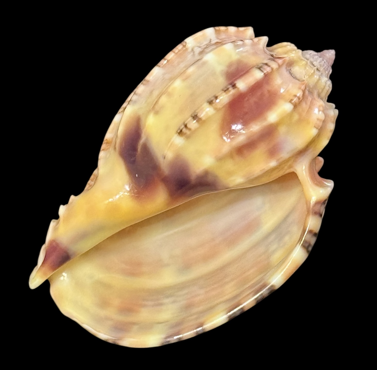 BC20 Harpa goodwini TOP - Image 4