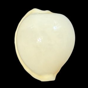 BC22 Cypraeovula cruickshanki TOP SHELL
