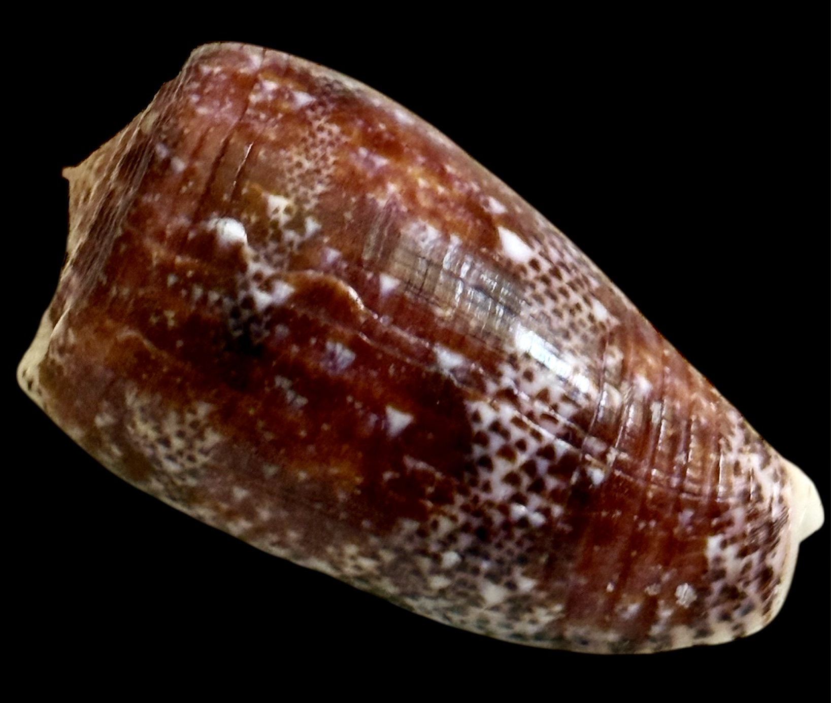 BC23 Conus adamsonii STUNNING PURPLE - Image 2