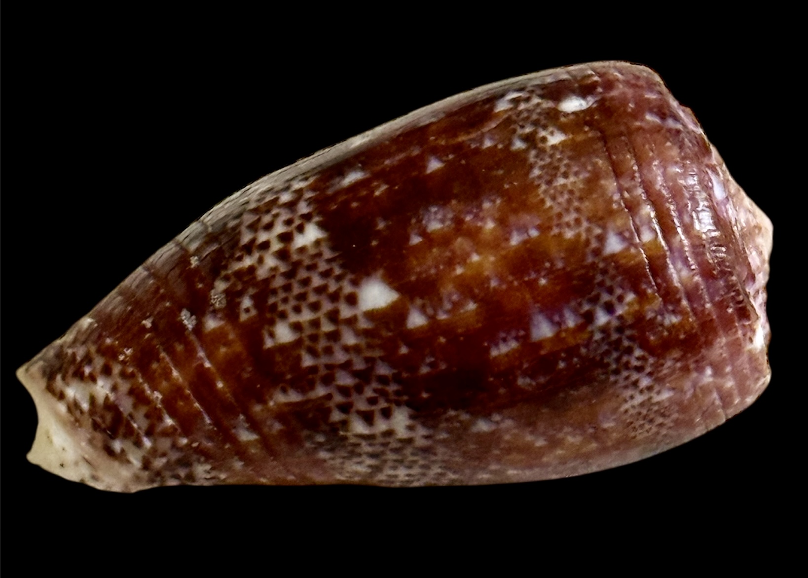 BC23 Conus adamsonii STUNNING PURPLE - Image 3