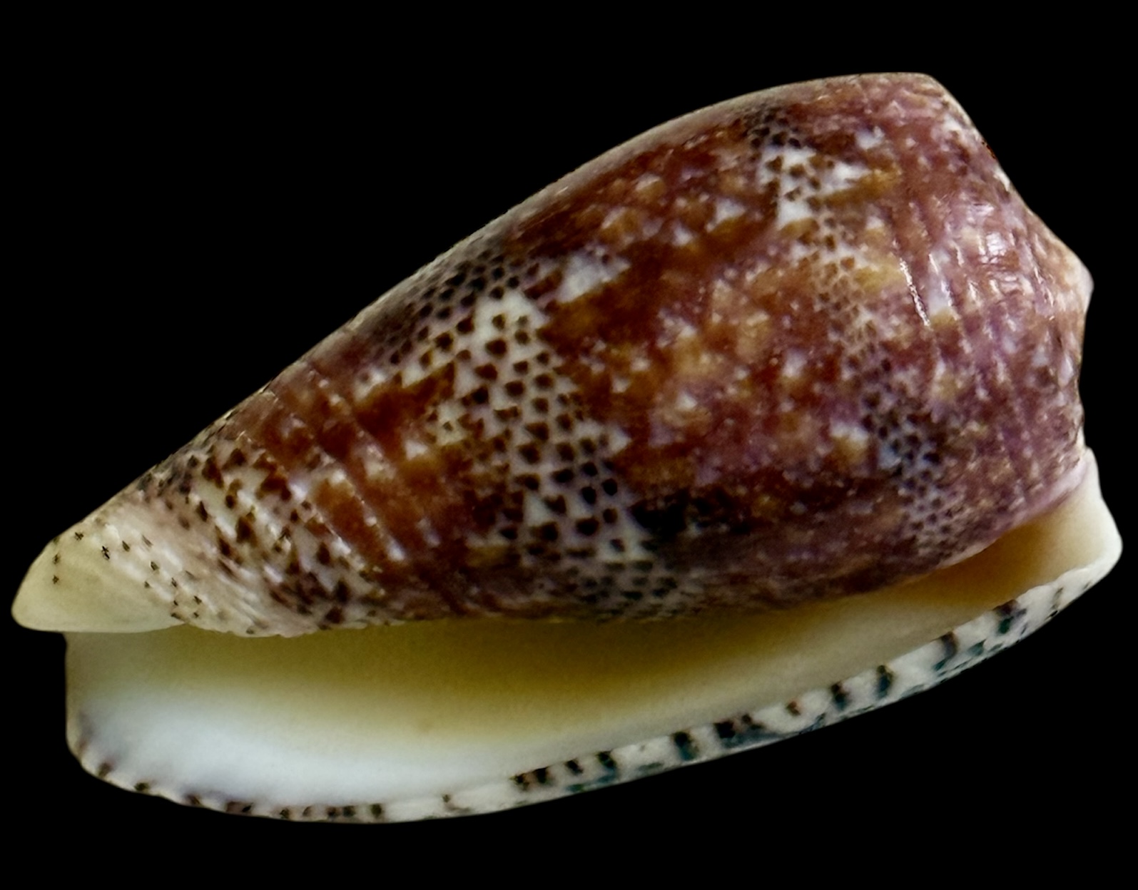 BC23 Conus adamsonii STUNNING PURPLE - Image 4