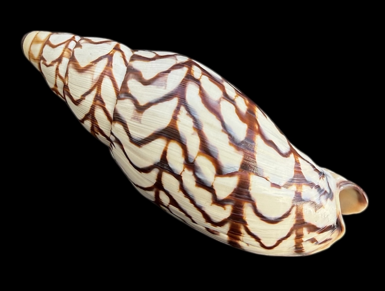 BC29 Volutoconus bednalli 150.4 mm HUGE - Image 2