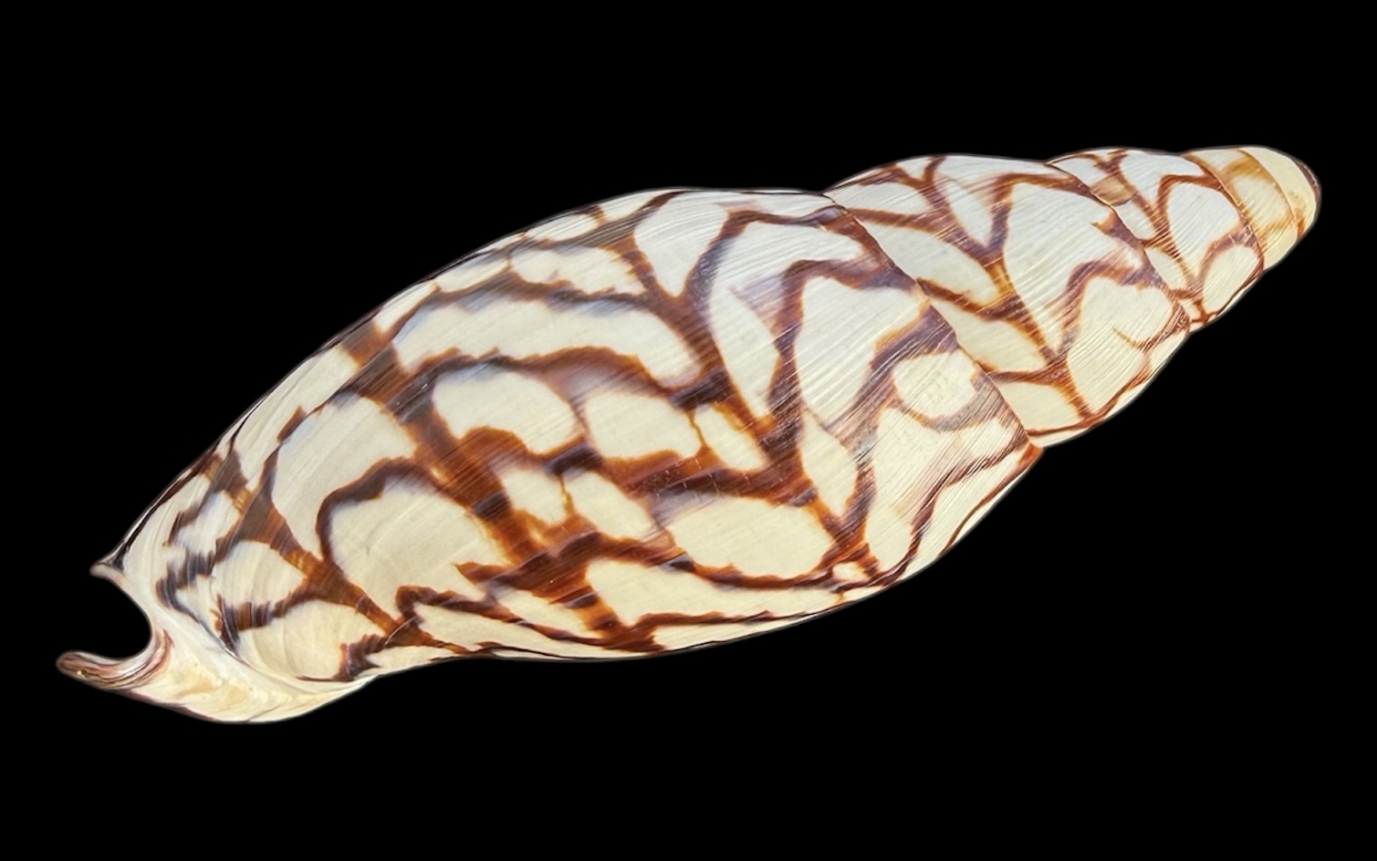 BC29 Volutoconus bednalli 150.4 mm HUGE - Image 3