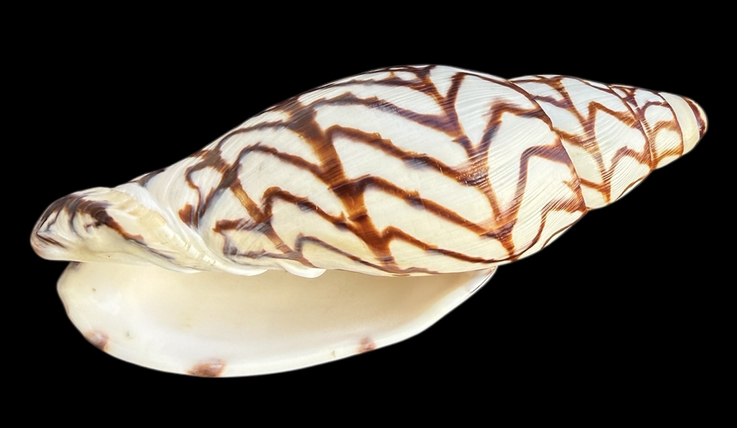 BC29 Volutoconus bednalli 150.4 mm HUGE - Image 4