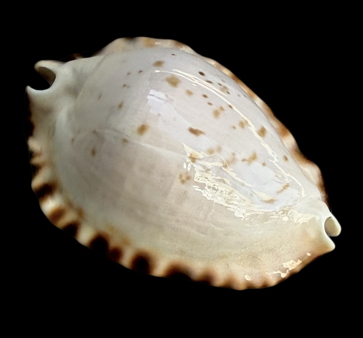 BC33 Zoila ketyana hypermarginata BLACK BASE - Image 2