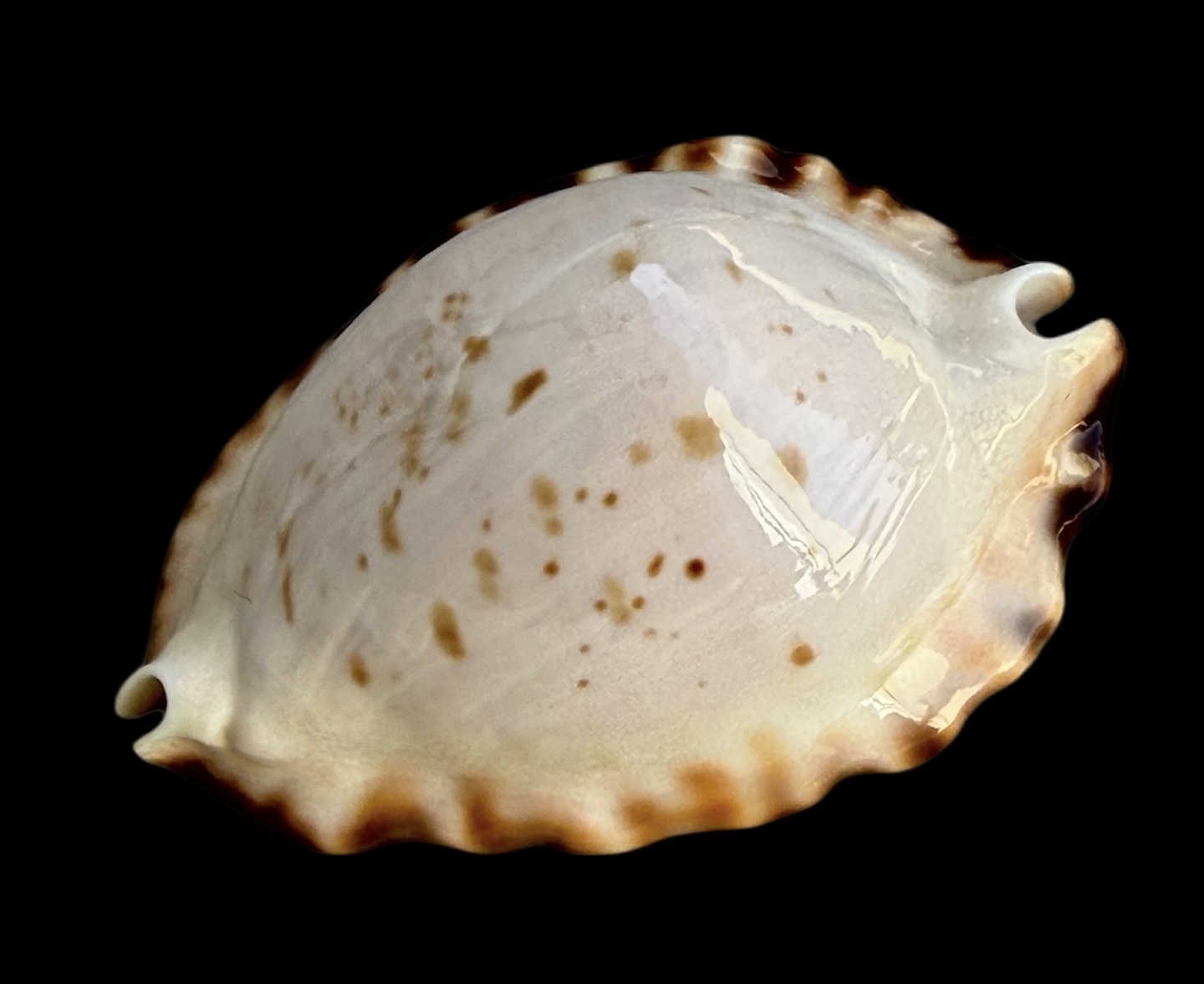 BC33 Zoila ketyana hypermarginata BLACK BASE - Image 3