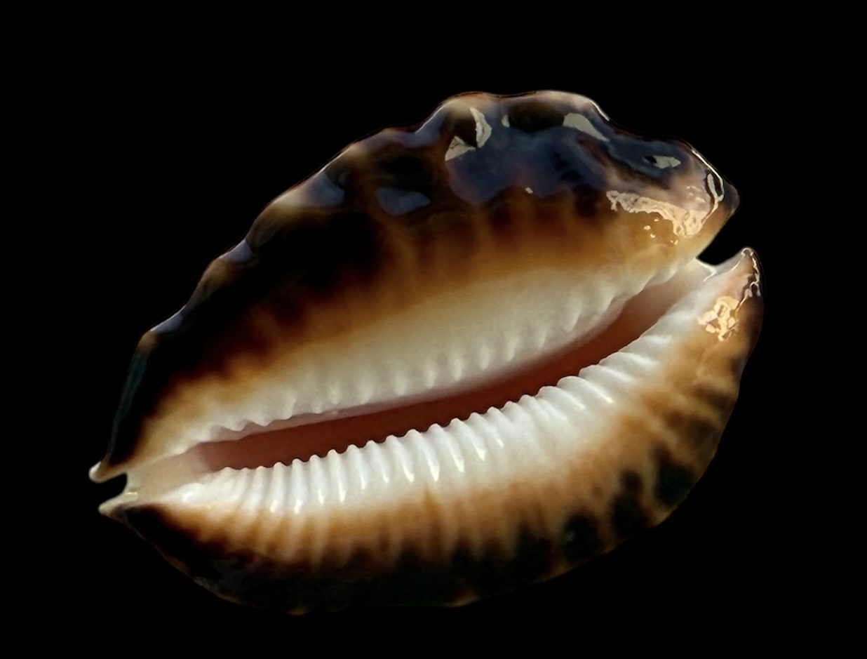 BC33 Zoila ketyana hypermarginata BLACK BASE - Image 4