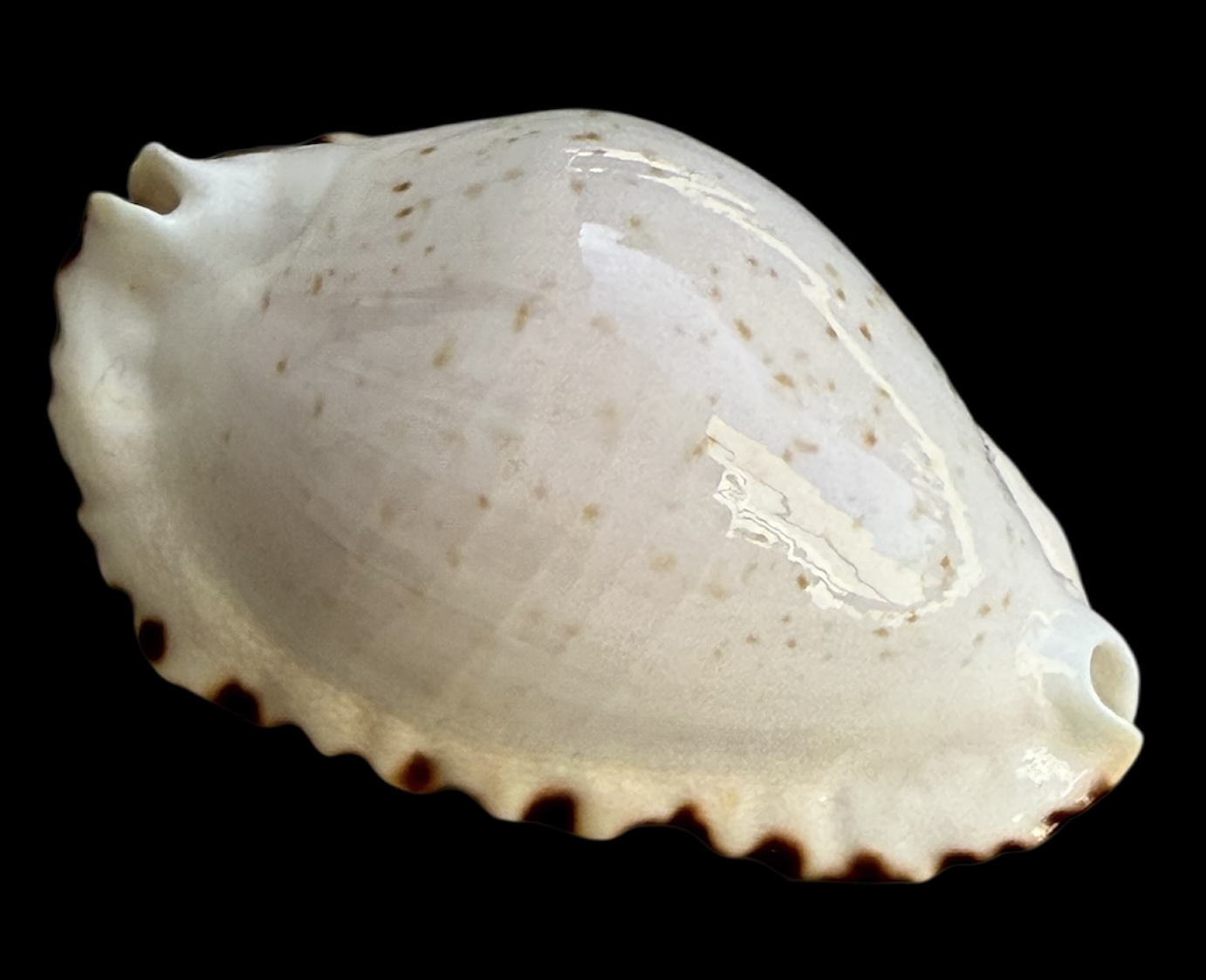 BC34 Zoila ketyana ketyana TOP SPECIMEN - Image 2